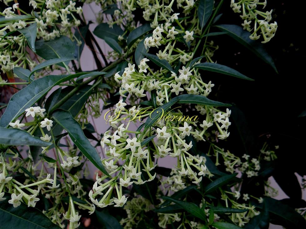  Flowering Shoot